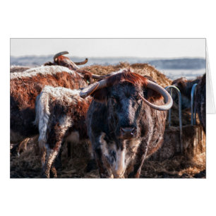Engels Longhorns
