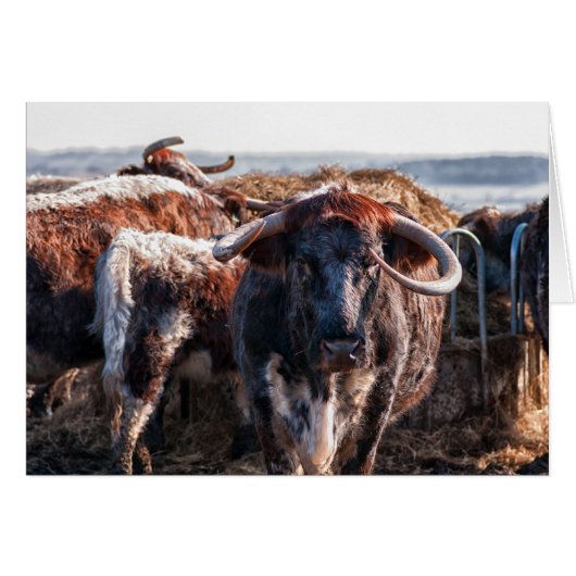 Engels Longhorns (Voorkant Horizontaal)