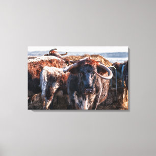 Engels Longhorns Canvas Afdruk