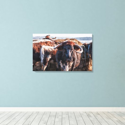 Engels Longhorns Canvas Afdruk (Insitu (Houten vloer))