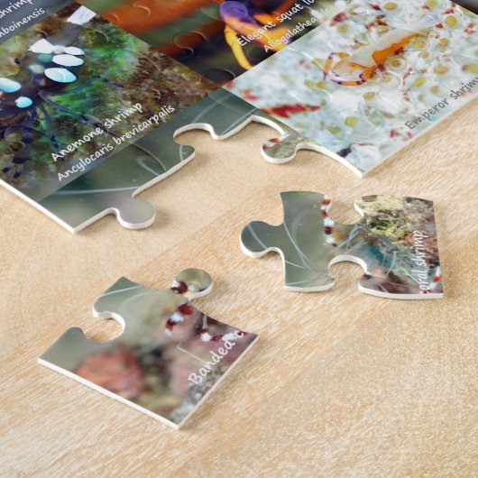 Engels: Macro Beauty - Shellfish - in Siquijor Legpuzzel (Zijkant)