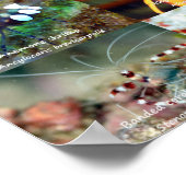 Engels: Macro Beauty - Shellfish - in Siquijor Poster (Hoek)