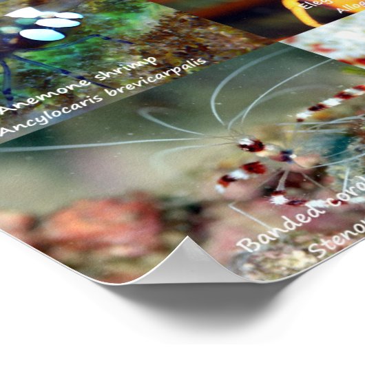 Engels: Macro Beauty - Shellfish - in Siquijor Poster (Hoek)