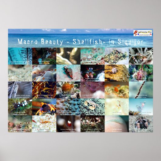 Engels: Macro Beauty - Shellfish - in Siquijor Poster (Voorkant)