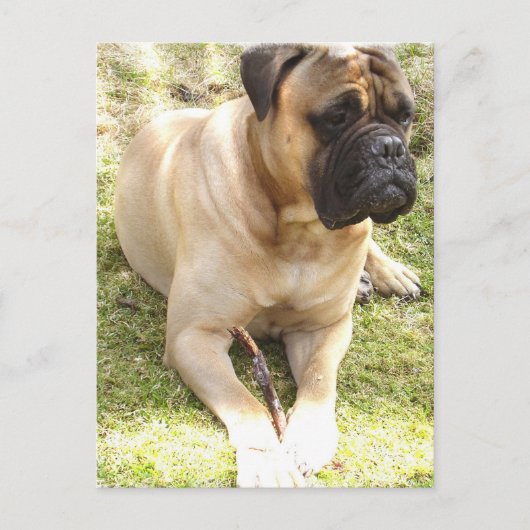 Engels Mastiff-Briefkaart Briefkaart (Voorkant)
