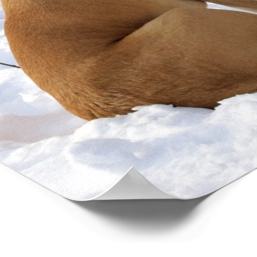 Engels Mastiff in Winter Wonderland poster (Hoek)