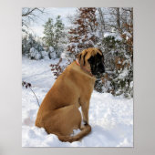 Engels Mastiff in Winter Wonderland poster (Voorkant)