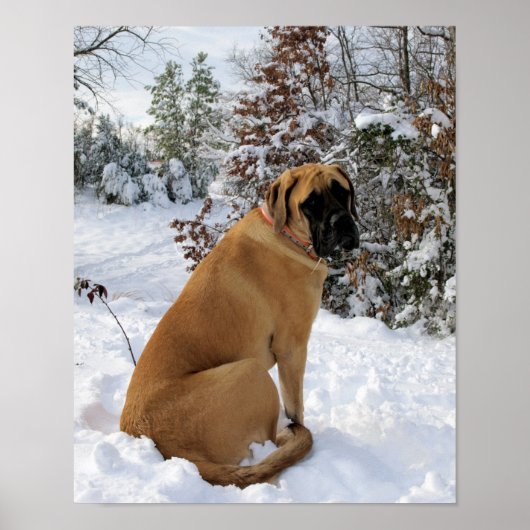 Engels Mastiff in Winter Wonderland poster (Voorkant)