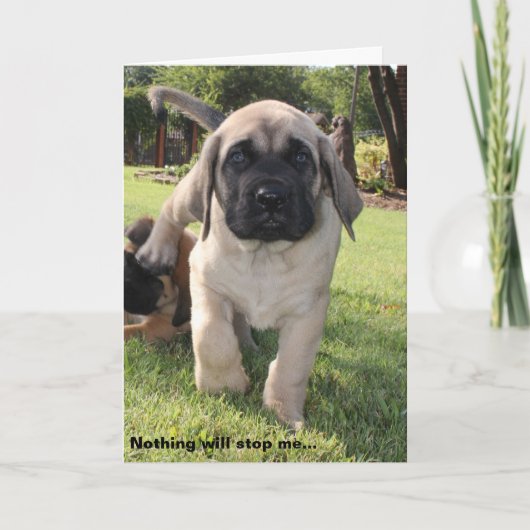 Engels Mastiff Puppy valentijn Wens Feestdagen Kaart (Voorkant)