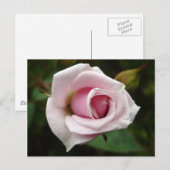 Engels Roos Briefkaart (Voorkant / Achterkant)