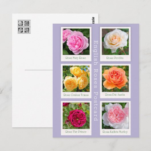 Engels Roos Briefkaart (Voorkant / Achterkant)