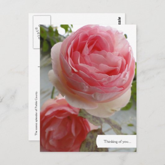 Engels Roos Garden Briefkaart (Voorkant / Achterkant)