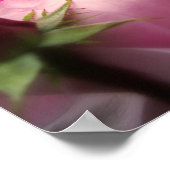 Engels Roos Roze Poster (Hoek)