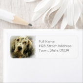 Engels setter hond retour adres label (Insitu)