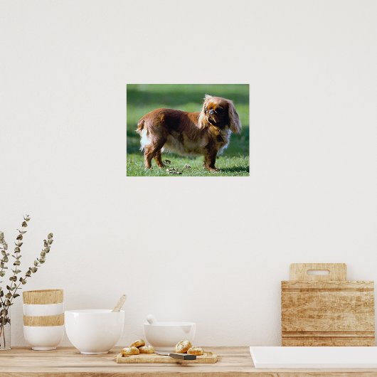 Engels Speelgoed Spaniel Dog Poster Print (Keuken)