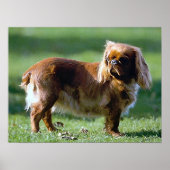 Engels Speelgoed Spaniel Dog Poster Print (Voorkant)
