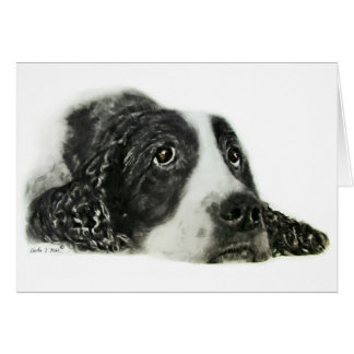 Engels Springer Spaniel
