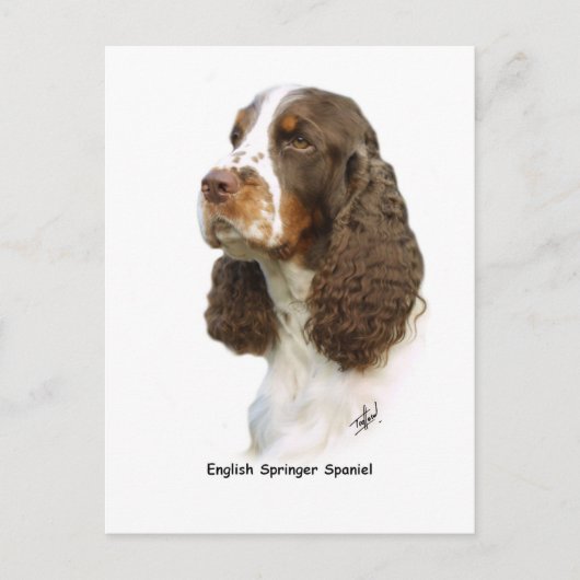Engels Springer Spaniel 8M15D-05 Briefkaart (Voorkant)