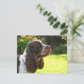 Engels Springer Spaniel Briefkaart (Staand voorkant)