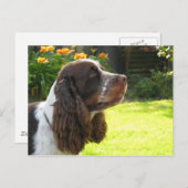 Engels Springer Spaniel Briefkaart (Voorkant / Achterkant)