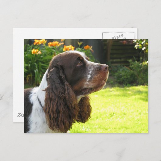 Engels Springer Spaniel Briefkaart (Voorkant / Achterkant)