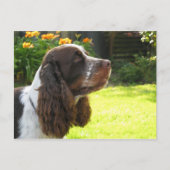 Engels Springer Spaniel Briefkaart (Voorkant)