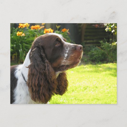 Engels Springer Spaniel Briefkaart (Voorkant)