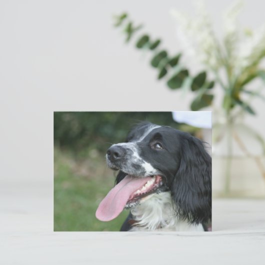 Engels Springer Spaniel Briefkaart (Staand voorkant)
