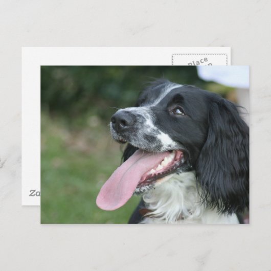 Engels Springer Spaniel Briefkaart (Voorkant / Achterkant)