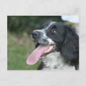 Engels Springer Spaniel Briefkaart (Voorkant)