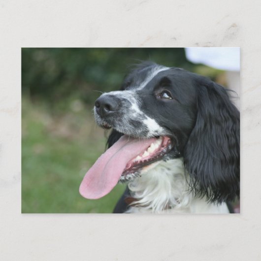 Engels Springer Spaniel Briefkaart (Voorkant)