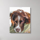 ENGELS SPRINGER SPANIEL CANVAS AFDRUK (Voorkant)