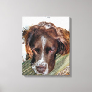 ENGELS SPRINGER SPANIEL CANVAS AFDRUK