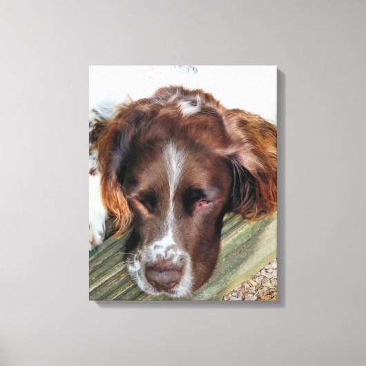 ENGELS SPRINGER SPANIEL CANVAS AFDRUK (Voorkant)