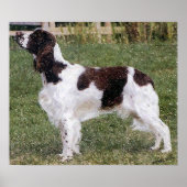 Engels Springer Spaniel Dog Portret Poster Afdrukk (Voorkant)