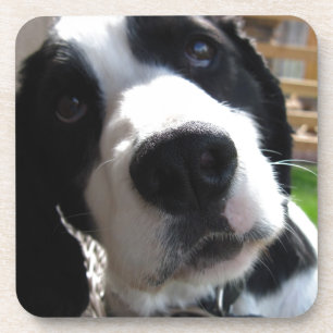 Engels Springer Spaniel Drankjes Onderzetter