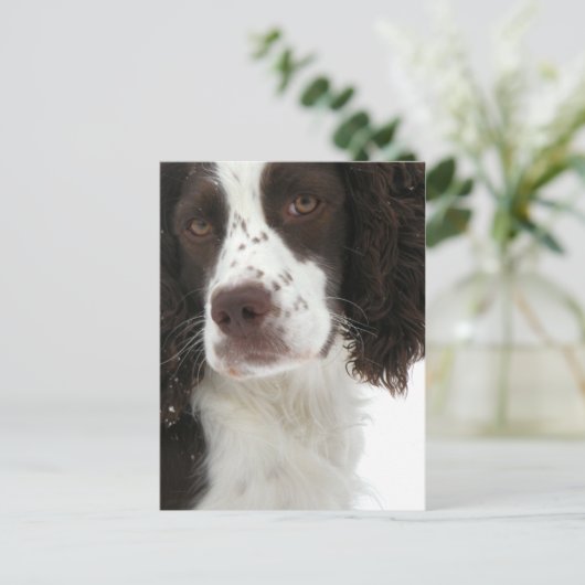 Engels Springer Spaniel - Field Bred Briefkaart (Staand voorkant)