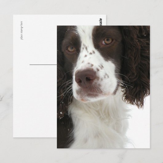 Engels Springer Spaniel - Field Bred Briefkaart (Voorkant / Achterkant)