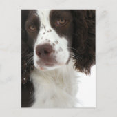 Engels Springer Spaniel - Field Bred Briefkaart (Voorkant)