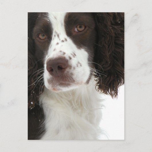 Engels Springer Spaniel - Field Bred Briefkaart (Voorkant)