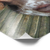 ENGELS SPRINGER SPANIEL FOTO AFDRUK (Hoek)