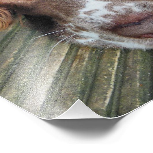 ENGELS SPRINGER SPANIEL FOTO AFDRUK (Hoek)