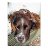 ENGELS SPRINGER SPANIEL FOTO AFDRUK (Voorkant)