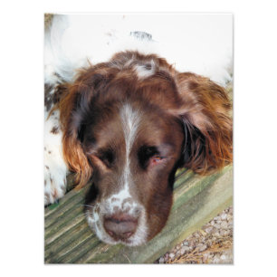 ENGELS SPRINGER SPANIEL FOTO AFDRUK