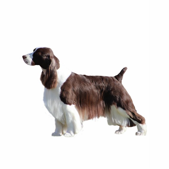 Engels Springer Spaniel Fotobeeldje Ornament (Voorkant)