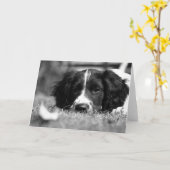 Engels Springer Spaniel Kaart (Gele Bloem)