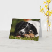 Engels Springer Spaniel Kaart (Gele Bloem)