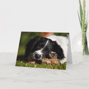 Engels Springer Spaniel Kaart