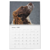 Engels Springer Spaniel Kalender (Jan 2027)