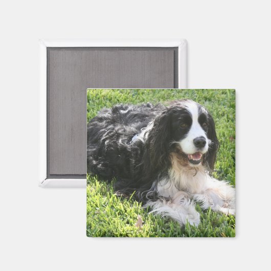 Engels Springer Spaniel Magneet (Voorkant / Achterkant)